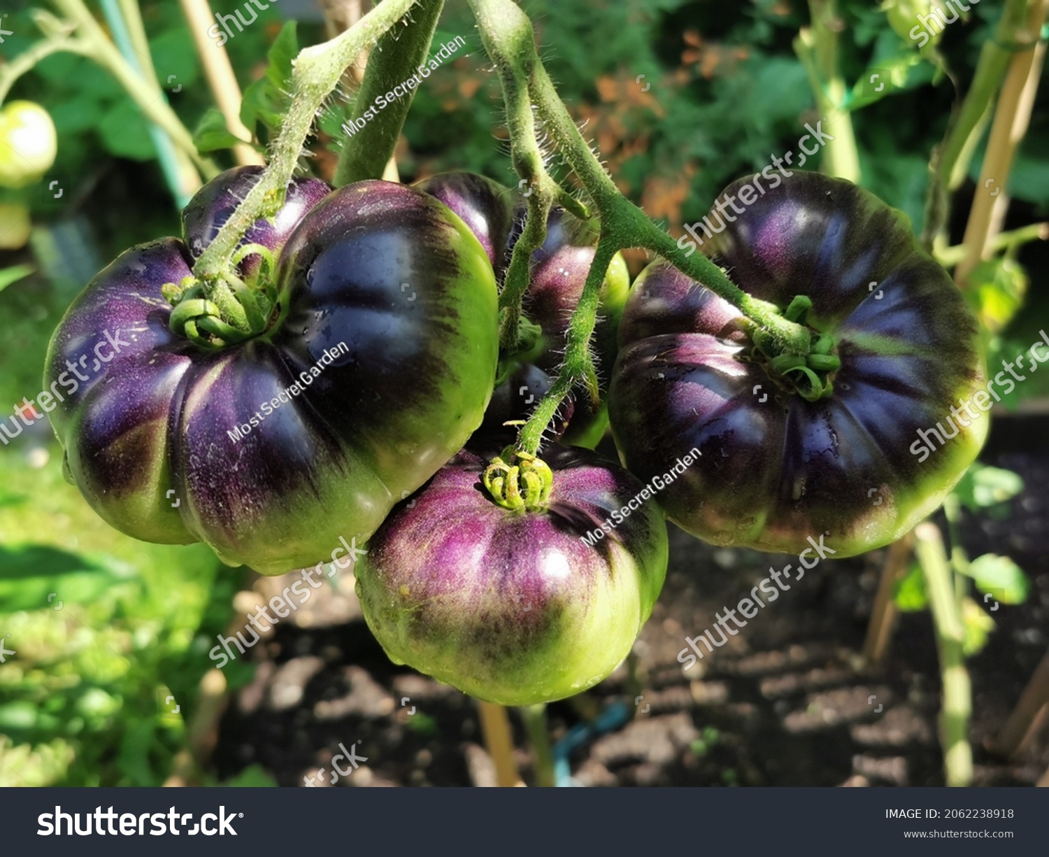 Black Beauty Tomato